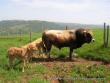 Taureau de race d'Aubrac - Taureau de race Aubrac.JPG